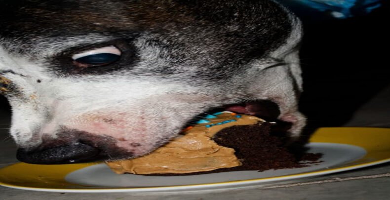 You eat like a dog