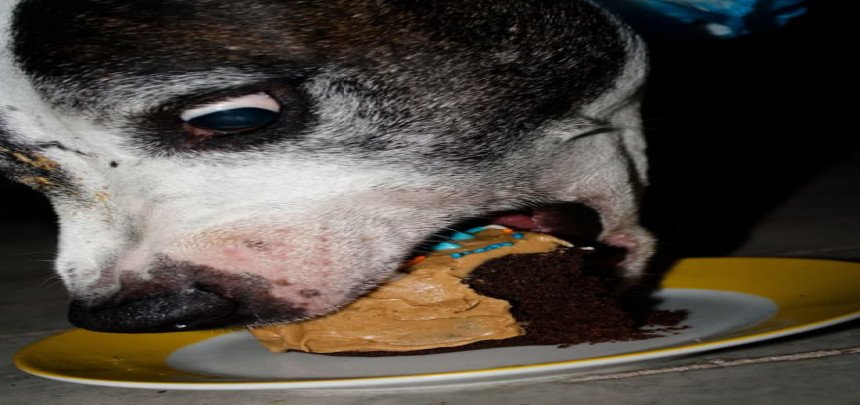 You eat like a dog